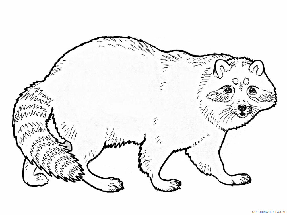 Raccoon Coloring Pages Animal Printable Sheets Raccoon animal 341 2021 4211 Coloring4free