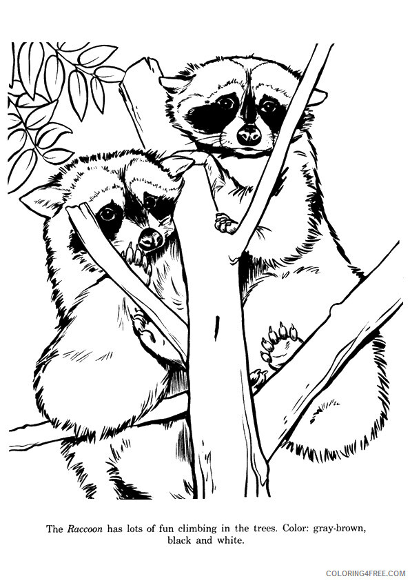 Raccoon Coloring Sheets Animal Coloring Pages Printable 2021 3669 Coloring4free