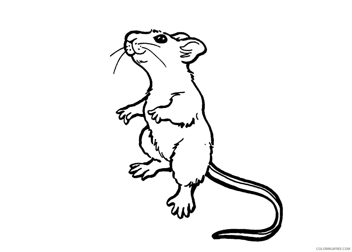 Rat Coloring Pages Animal Printable Sheets Free Rat 2021 4245 Coloring4free