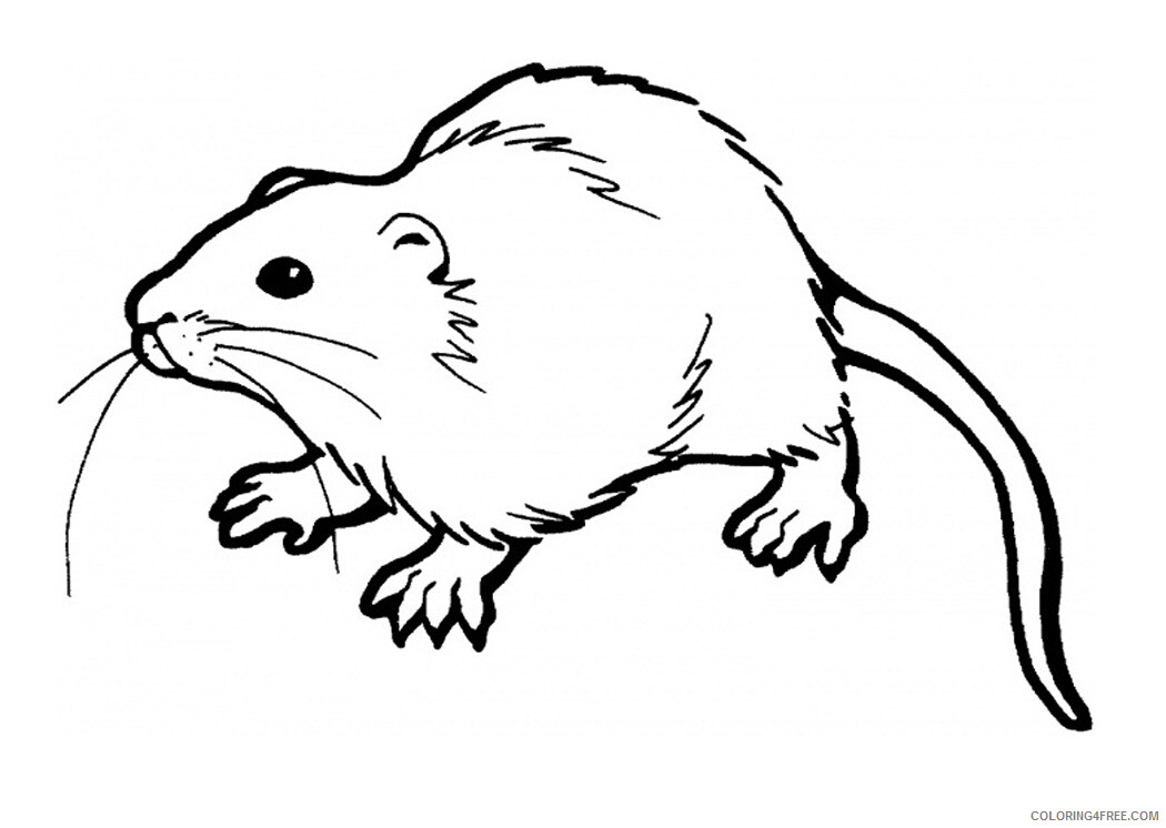 Rat Coloring Pages Animal Printable Sheets Free Rat 2021 4246 Coloring4free