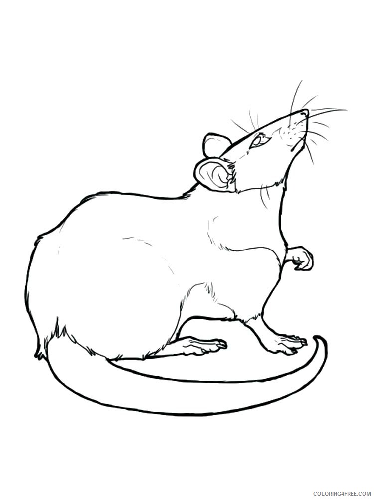 Rat Coloring Pages Animal Printable Sheets rat 10 2021 4248 Coloring4free