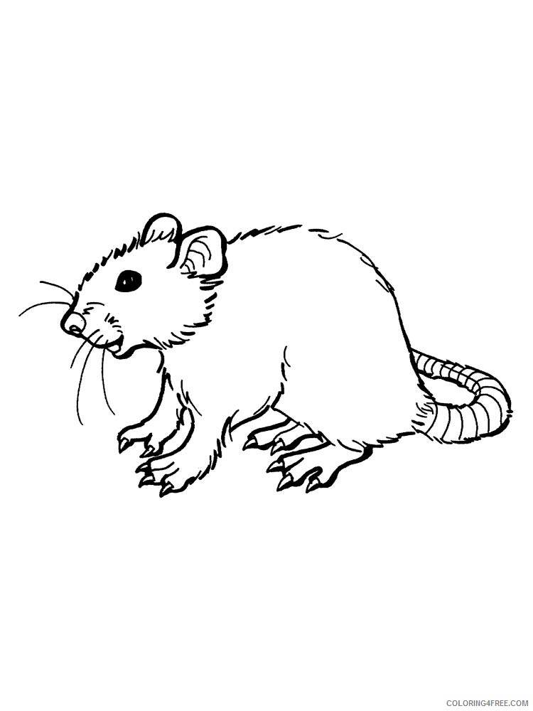 Rat Coloring Pages Animal Printable Sheets rat 17 2021 4253 Coloring4free