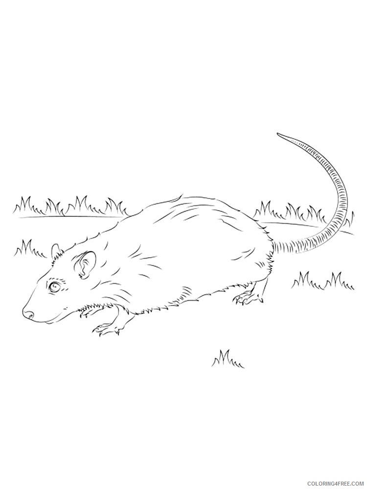 Rat Coloring Pages Animal Printable Sheets rat 6 2021 4257 Coloring4free