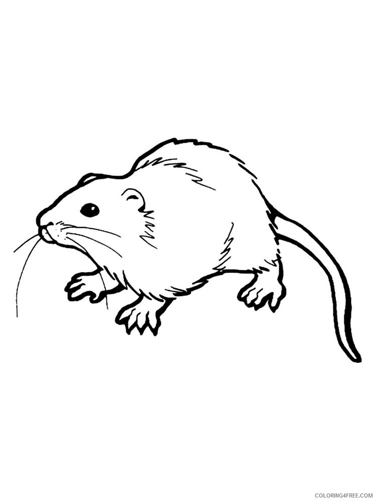 Rat Coloring Pages Animal Printable Sheets rat 7 2021 4258 Coloring4free