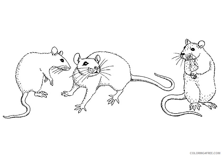 Rat Coloring Sheets Animal Coloring Pages Printable 2021 3710 Coloring4free