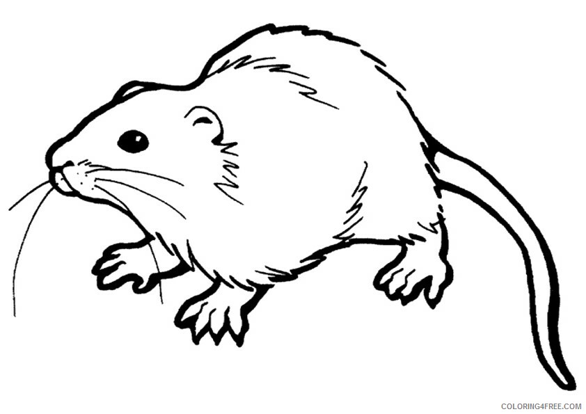 Rat Coloring Sheets Animal Coloring Pages Printable 2021 3711 Coloring4free