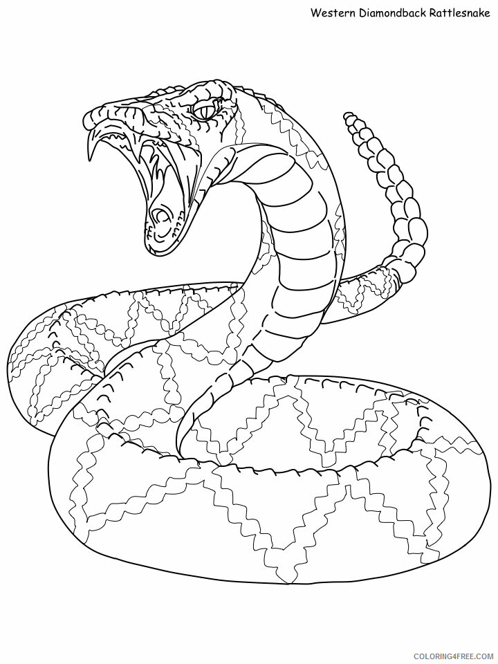 Rattlesnake Coloring Pages Animal Printable Sheets rattle snake 2021 4261 Coloring4free