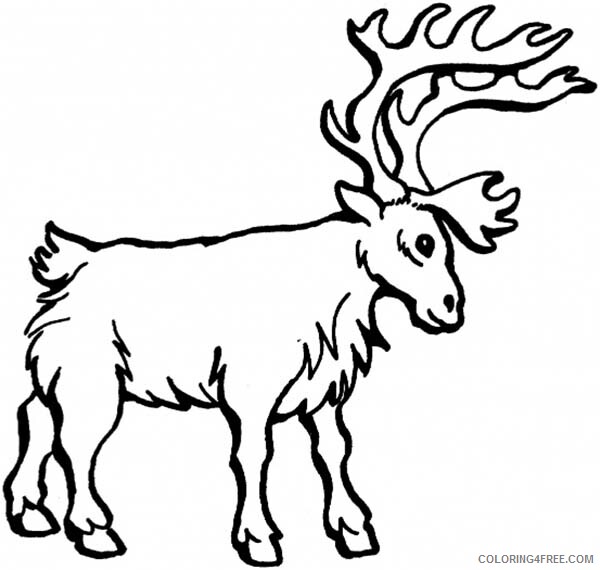 Reindeer Coloring Pages Animal Printable Sheets Big and Strong Reindeer 2021 Coloring4free