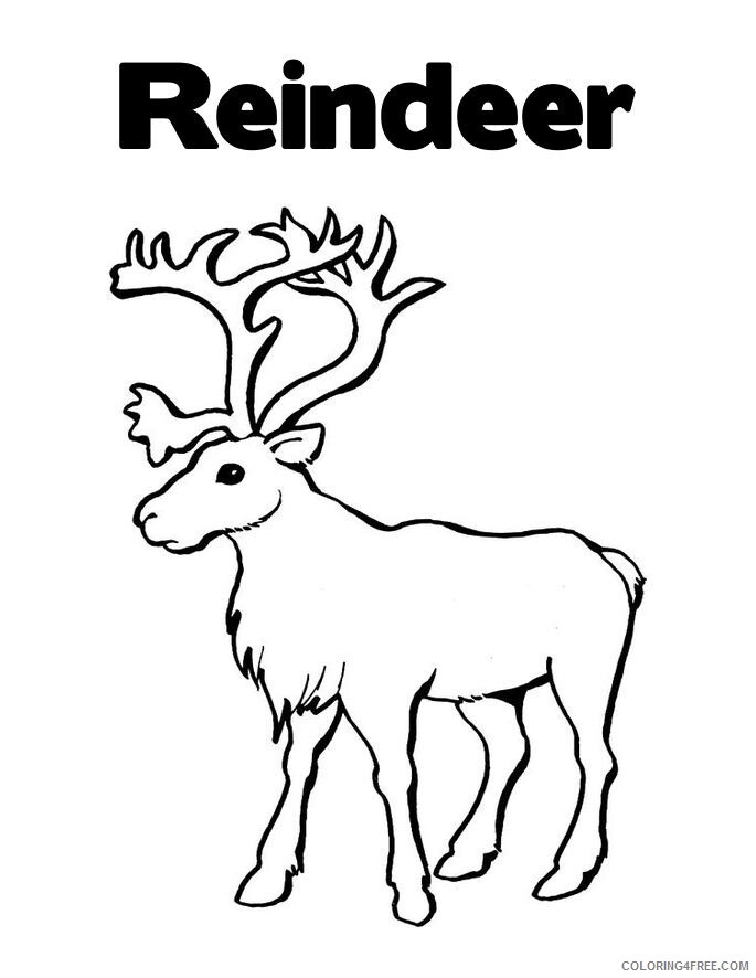 Reindeer Coloring Pages Animal Printable Sheets Printable Reindeer 2021 4283 Coloring4free