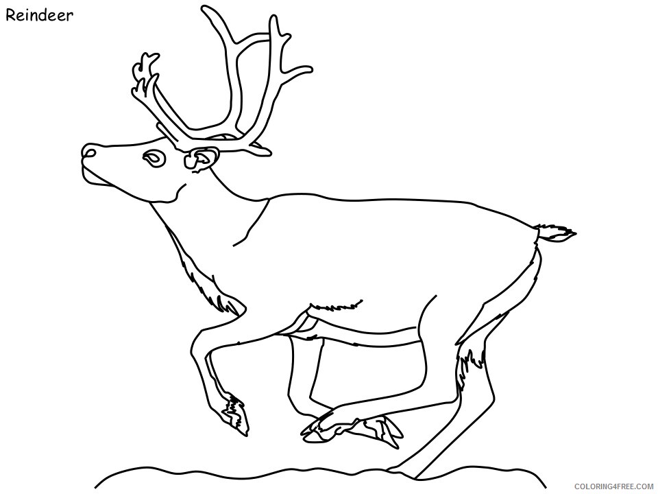 Reindeer Coloring Pages Animal Printable Sheets reindeer 2021 4285 Coloring4free