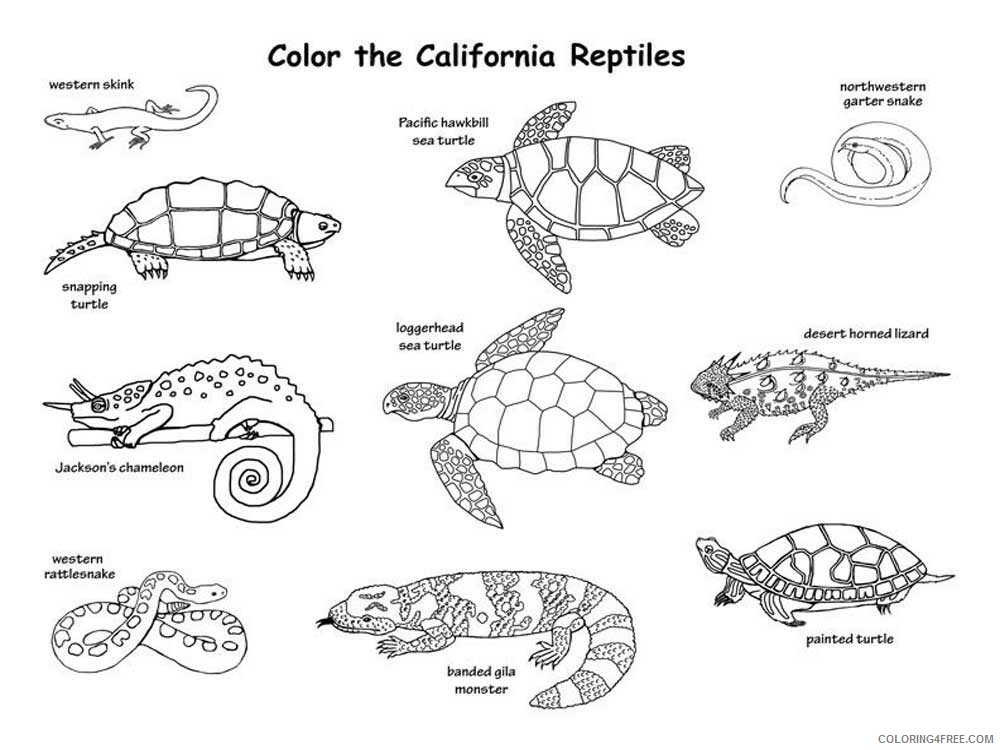 Reptile Coloring Pages Animal Printable Sheets Reptile 1 2021 4295 Coloring4free