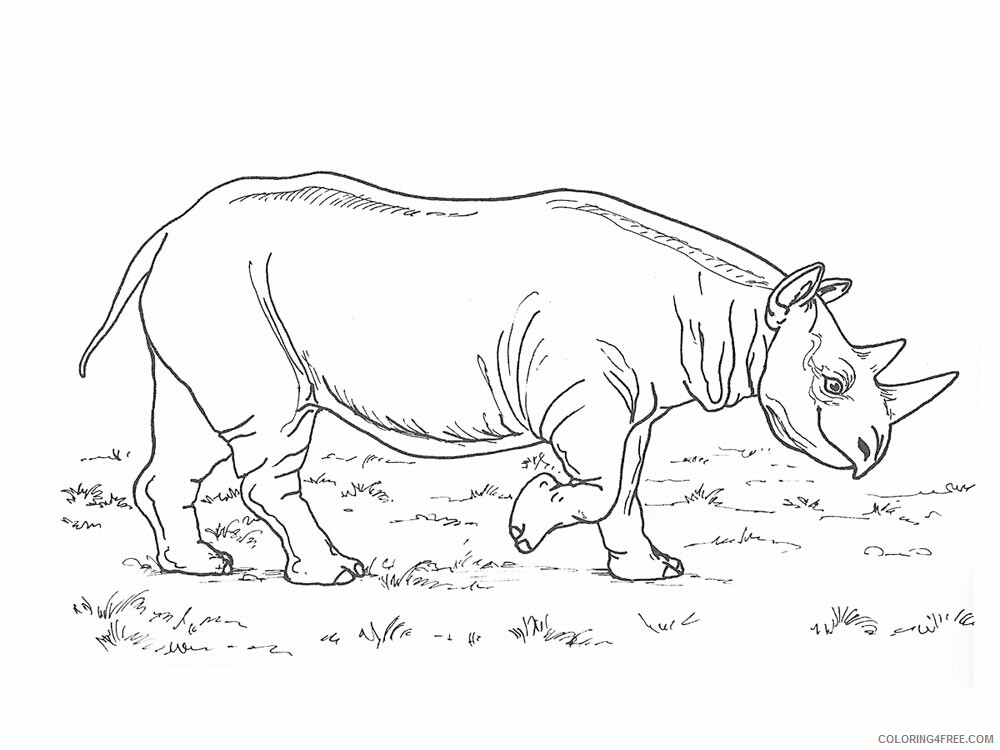 Rhino Coloring Pages Animal Printable Sheets Rhino animal 341 2021 4323 Coloring4free