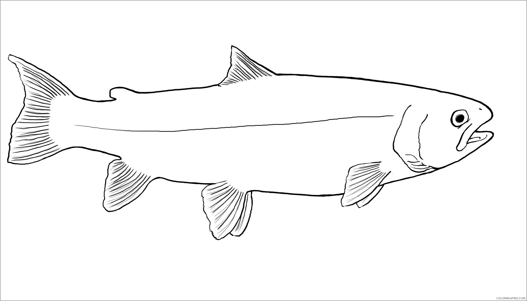 Salmon Coloring Pages Animal Printable Sheets printable salmon 2021 4334 Coloring4free