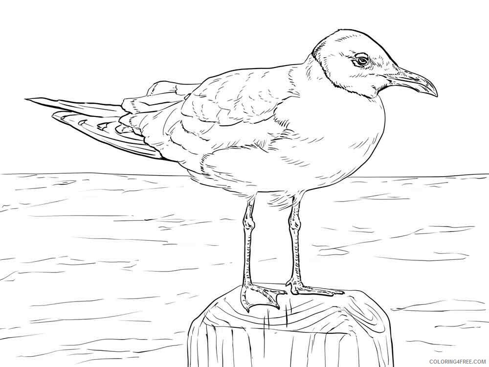Seagulls Coloring Pages Animal Printable Sheets Seagulls birds 6 2021 4379 Coloring4free