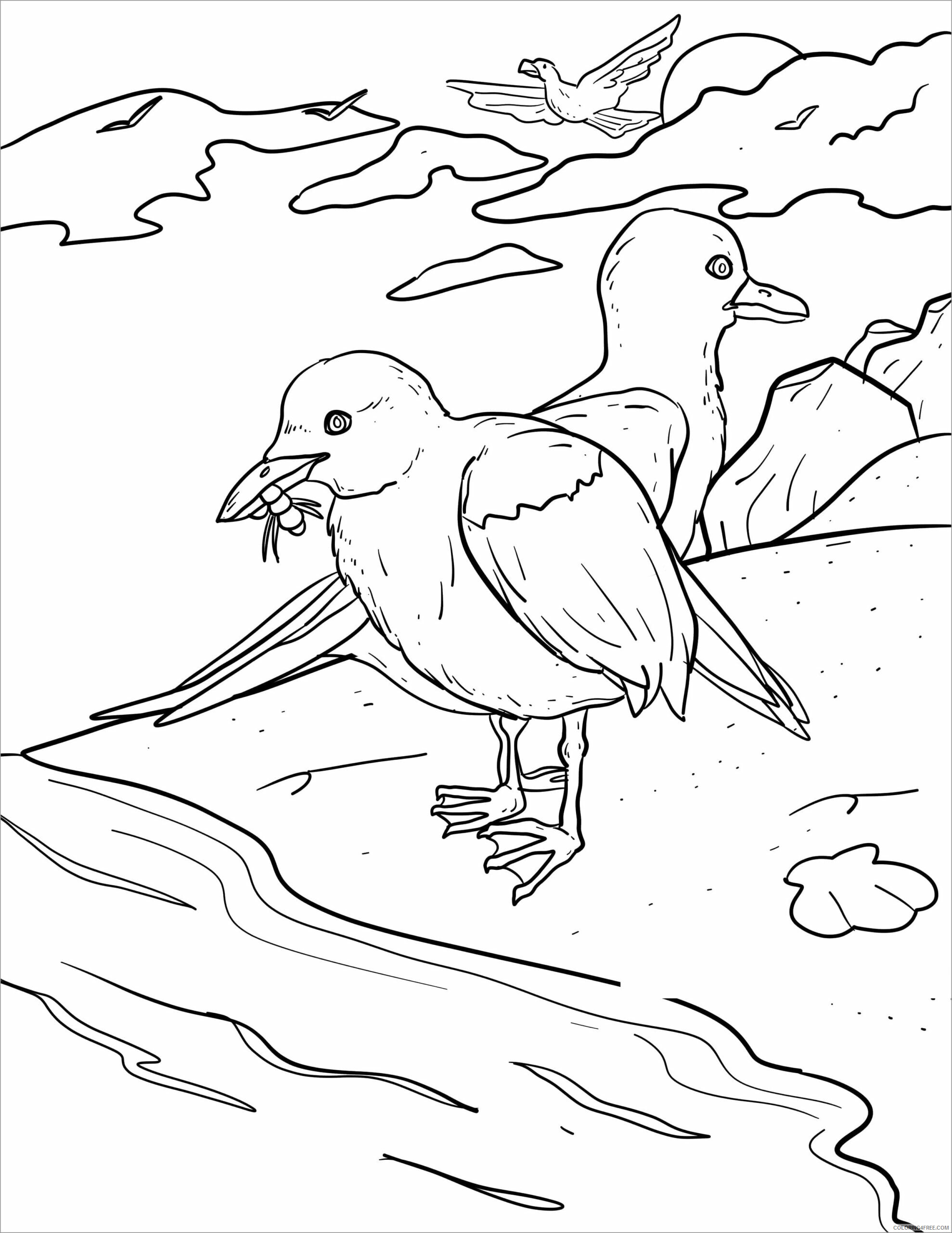Seagulls Coloring Pages Animal Printable Sheets printable seagull 2021 4375 Coloring4free