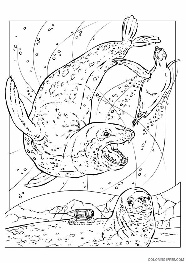 Seal Coloring Sheets Animal Coloring Pages Printable 2021 3967 Coloring4free