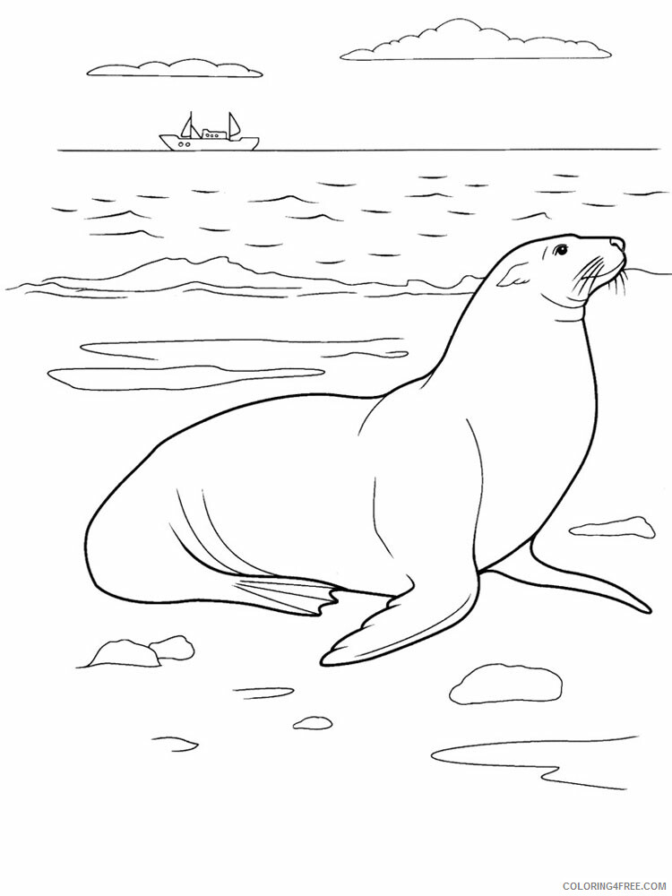 Seals Coloring Pages Animal Printable Sheets Seals 5 2021 4415 Coloring4free