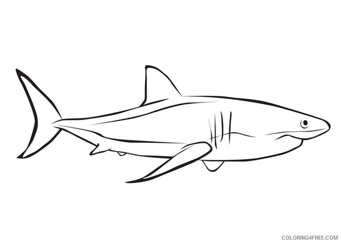 Sharks Coloring Pages Animal Printable Sheets White shark 2021 4463 Coloring4free
