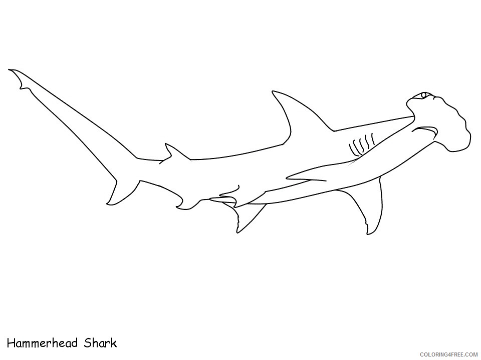 Sharks Coloring Pages Animal Printable Sheets hammerhead 2021 4454 Coloring4free