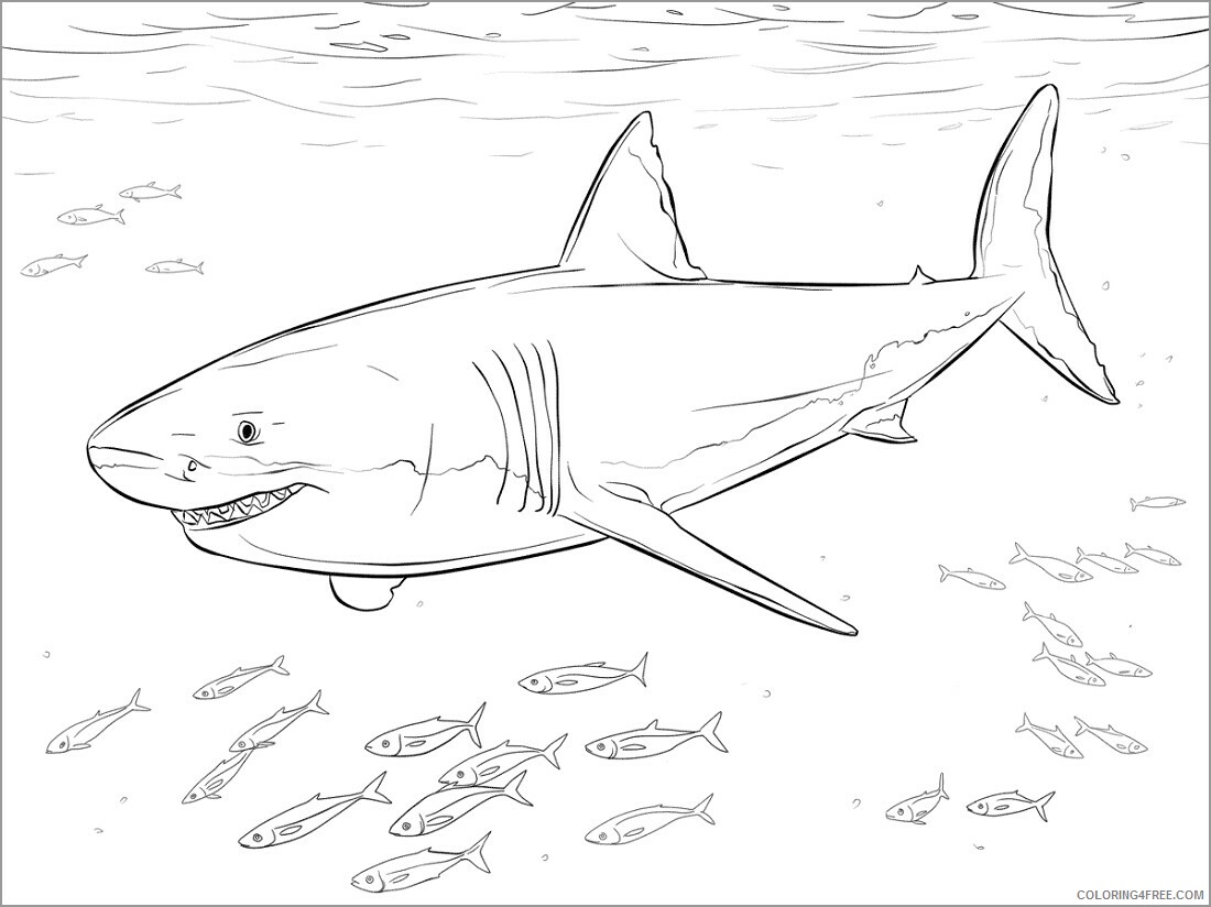 Sharks Coloring Pages Animal Printable Sheets shark for kids 2021 4459 Coloring4free