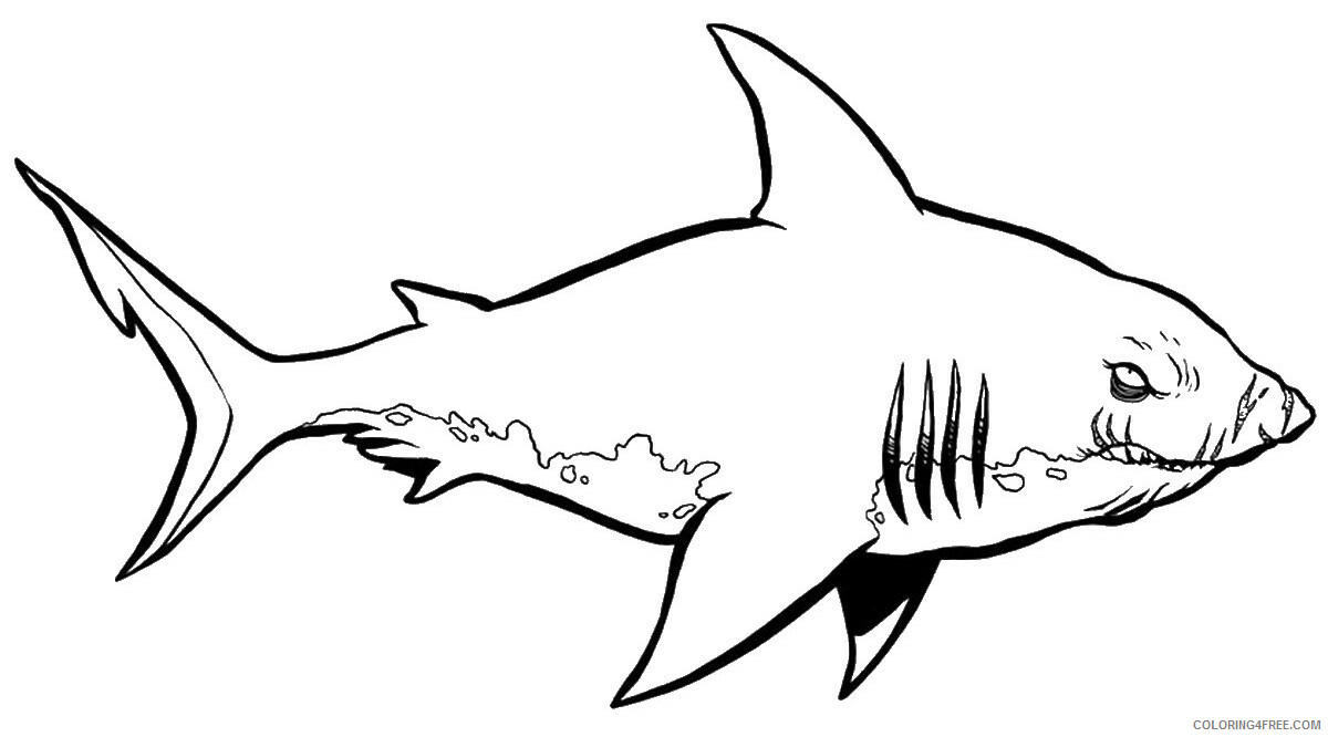Sharks Coloring Pages Animal Printable Sheets sharks_cl_16 2021 4461 Coloring4free