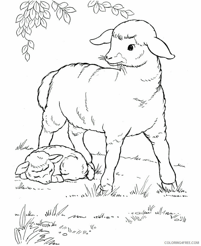 Sheep Coloring Pages Animal Printable Sheets Baby Sheep 2 2021 4464 Coloring4free