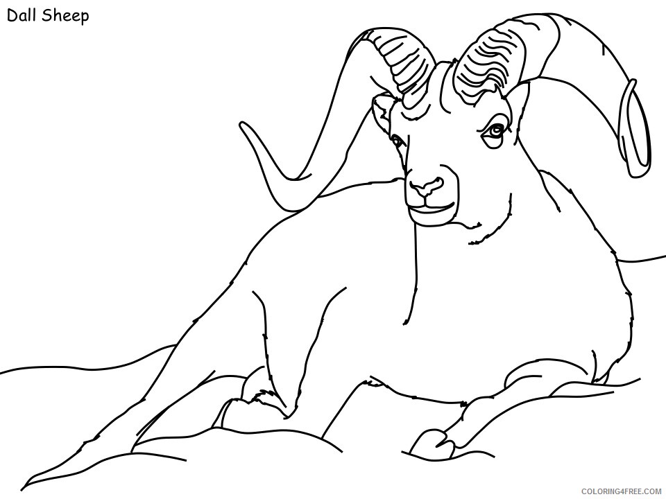 Sheep Coloring Pages Animal Printable Sheets dall sheep 2021 4472 Coloring4free