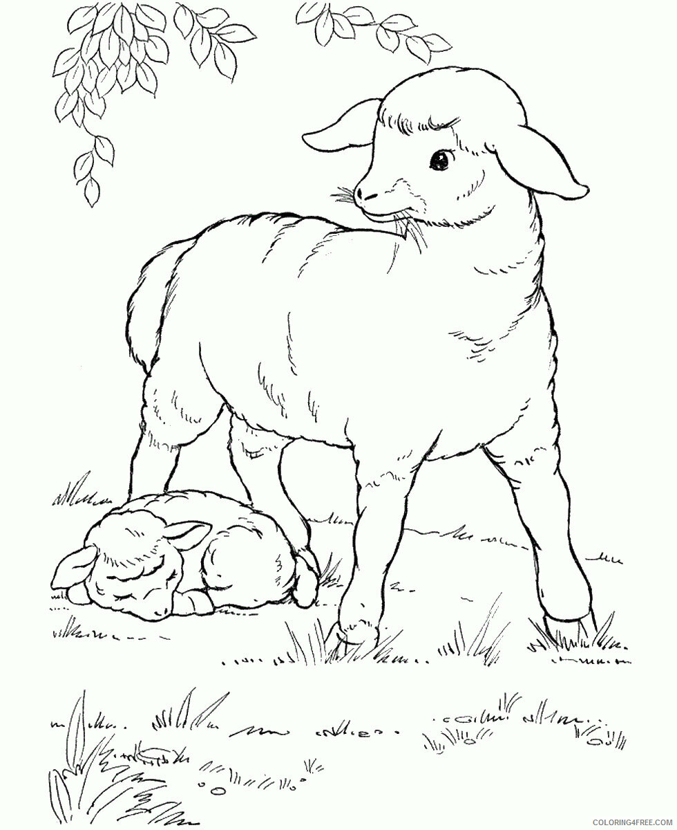 Sheep Coloring Pages Animal Printable Sheets sheep_cl_04 2021 4481 Coloring4free