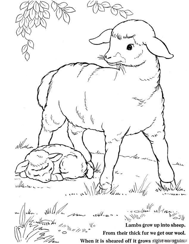 Sheep Coloring Sheets Animal Coloring Pages Printable 2021 4077 Coloring4free