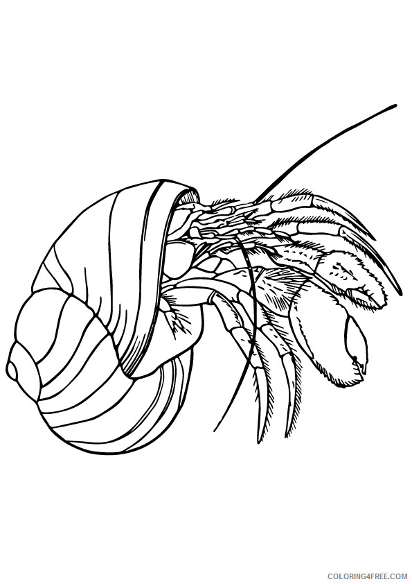 Shell Coloring Sheets Animal Coloring Pages Printable 2021 4130 Coloring4free