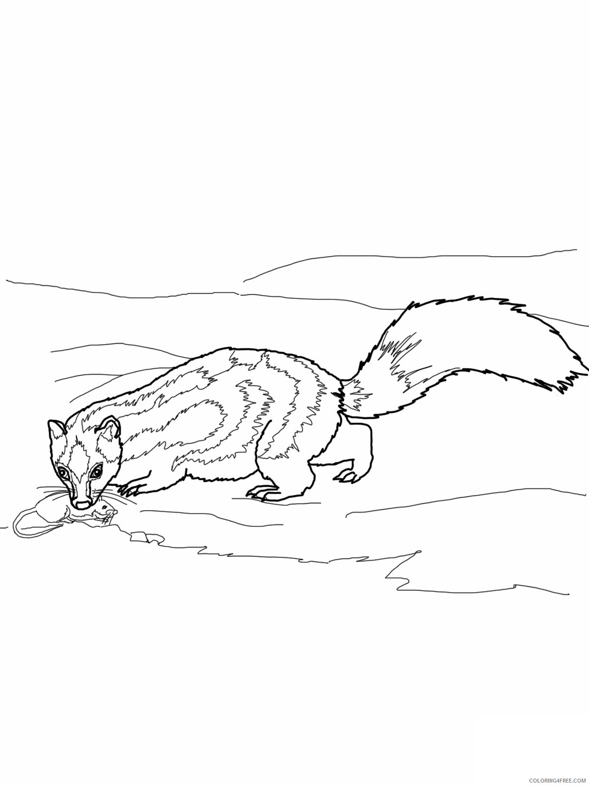 Skunk Coloring Pages Animal Printable Sheets of Skunk 2021 4512 Coloring4free