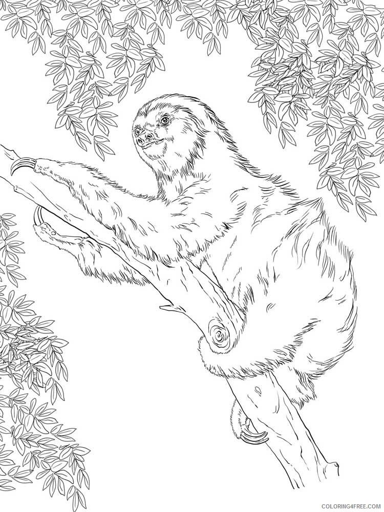 Sloth Coloring Pages Animal Printable Sheets Sloth 5 2021 4526 Coloring4free
