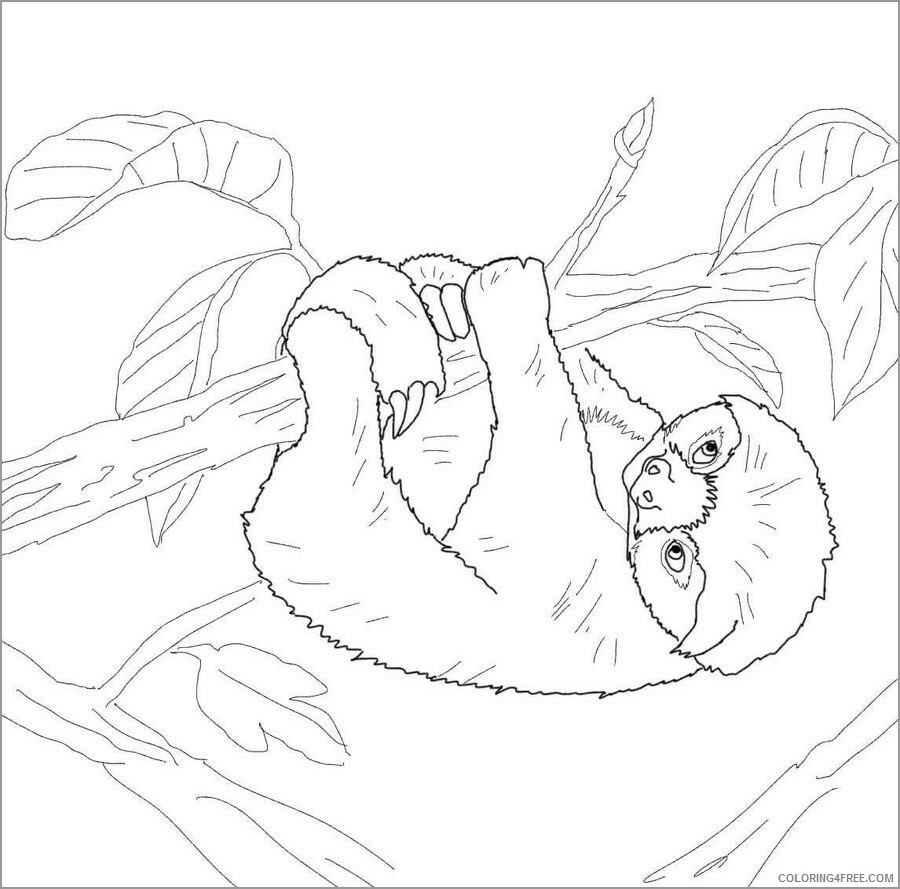 Sloth Coloring Pages Animal Printable Sheets sloth to print 2021 4531 Coloring4free