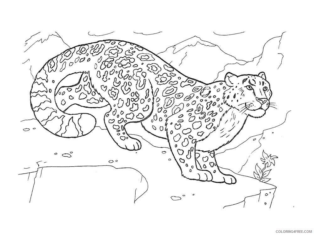 Snow Leopard Coloring Pages Animal Printable Sheets Snow Leopard 13 2021 4578 Coloring4free
