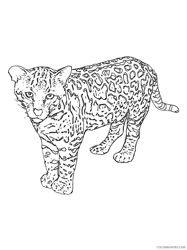 Snow Leopard Coloring Pages Animal Printable Sheets Snow Leopard 18 2021 4582 Coloring4free
