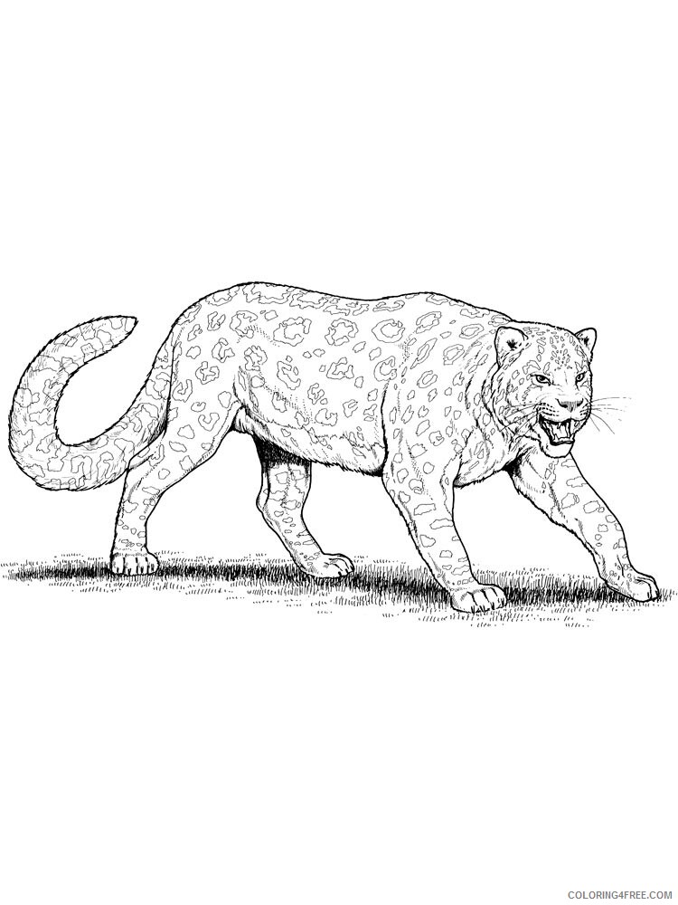 Snow Leopard Coloring Pages Animal Printable Sheets Snow Leopard 19 2021 4583 Coloring4free