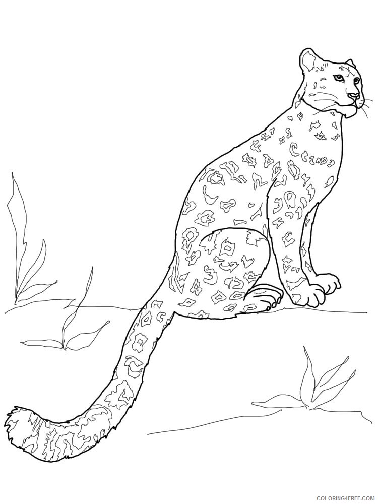Snow Leopard Coloring Pages Animal Printable Sheets Snow Leopard 21 2021 4586 Coloring4free