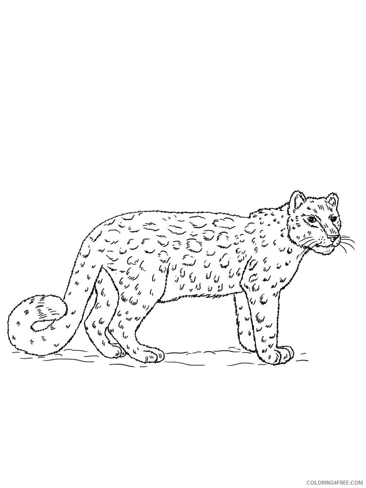 Snow Leopard Coloring Pages Animal Printable Sheets Snow Leopard 22 2021 4587 Coloring4free