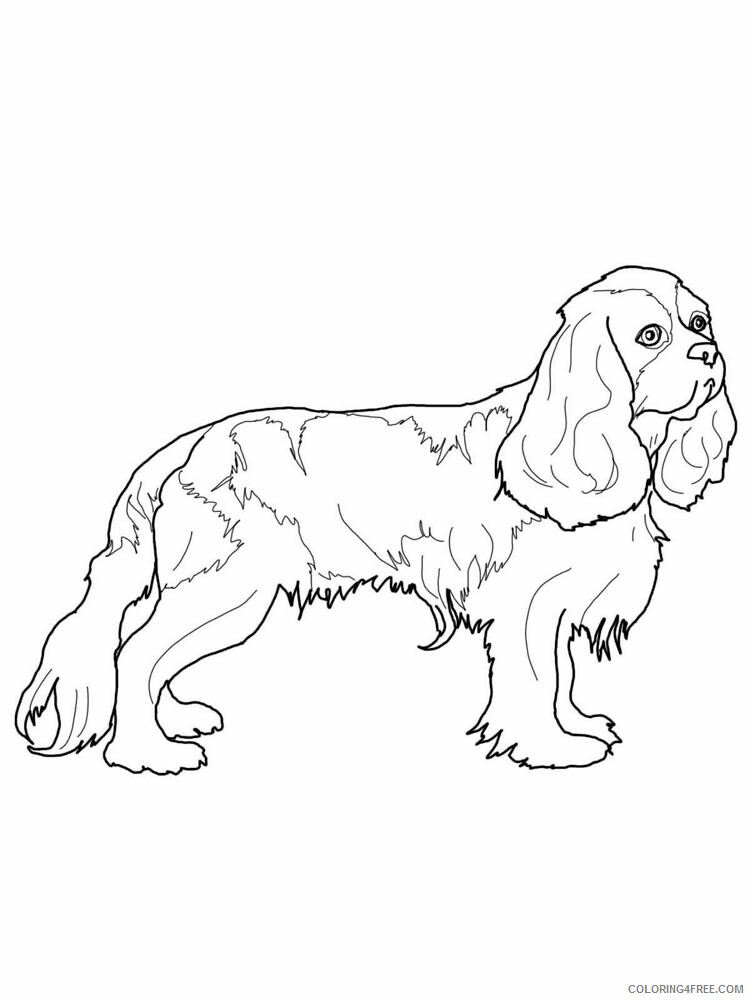 Spaniel Coloring Pages Animal Printable Sheets Spaniel 1 2021 4590 Coloring4free