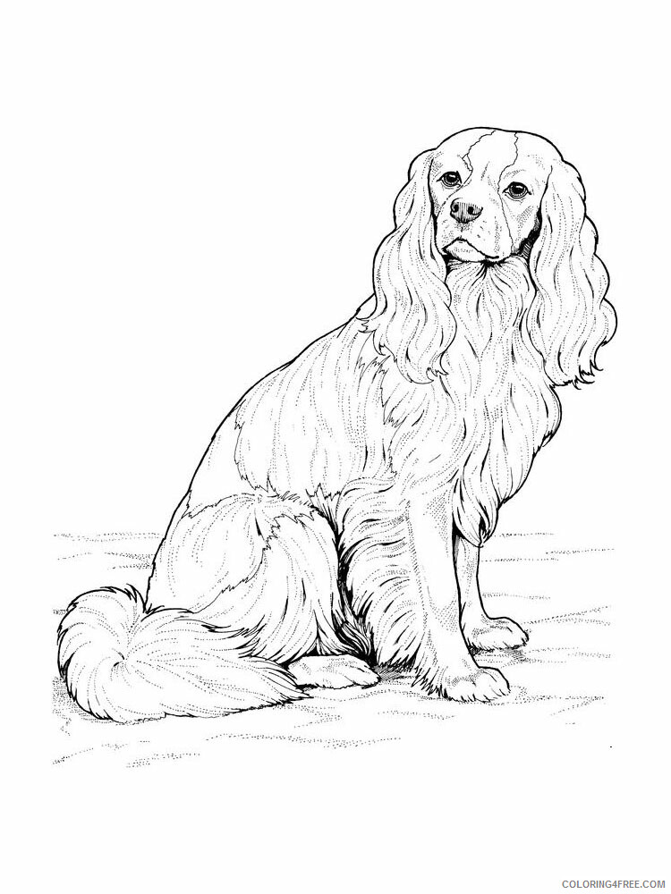 Spaniel Coloring Pages Animal Printable Sheets Spaniel 3 2021 4592 Coloring4free