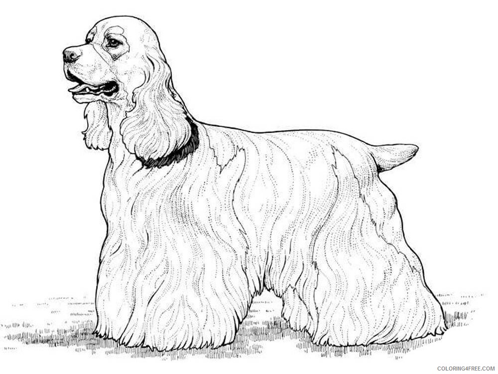 Spaniel Coloring Pages Animal Printable Sheets Spaniel 6 2021 4594 Coloring4free