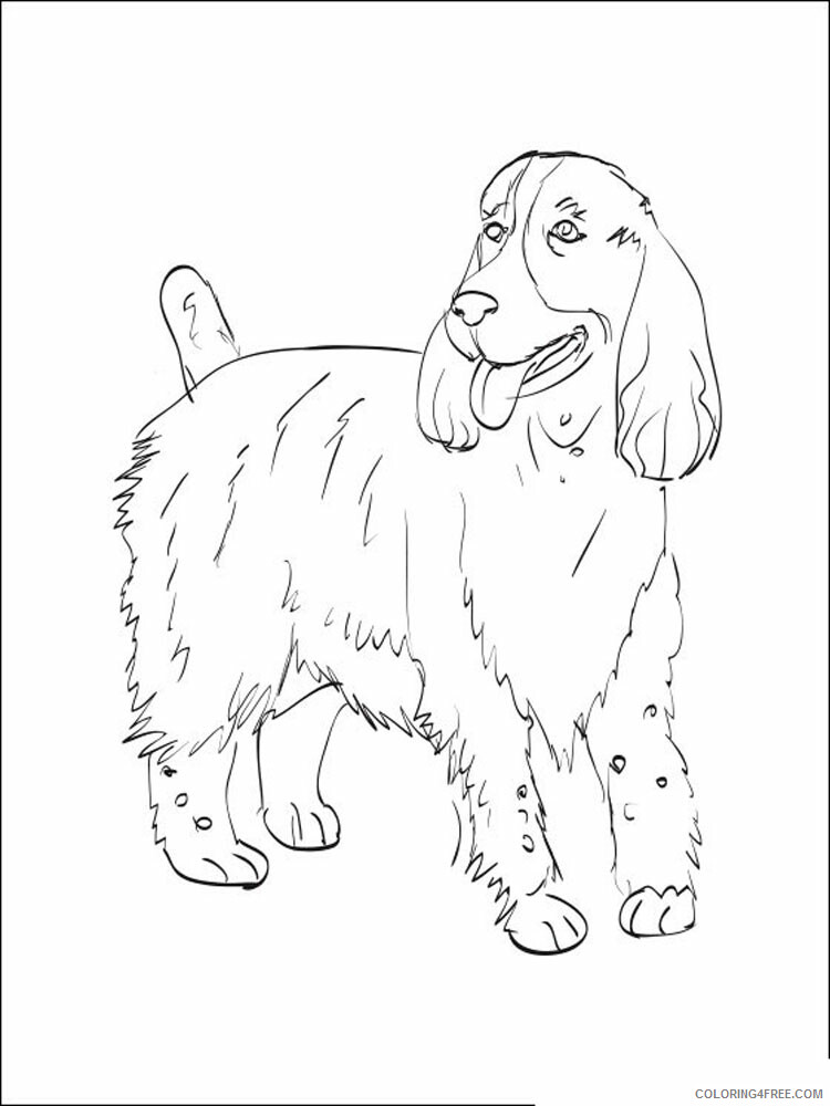 Spaniel Coloring Pages Animal Printable Sheets Spaniel 8 2021 4596 Coloring4free