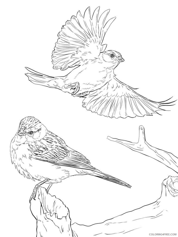 Sparrows Coloring Pages Animal Printable Sheets Sparrows birds 12 2021 4599 Coloring4free