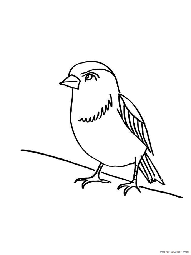 Sparrows Coloring Pages Animal Printable Sheets Sparrows birds 14 2021 4601 Coloring4free