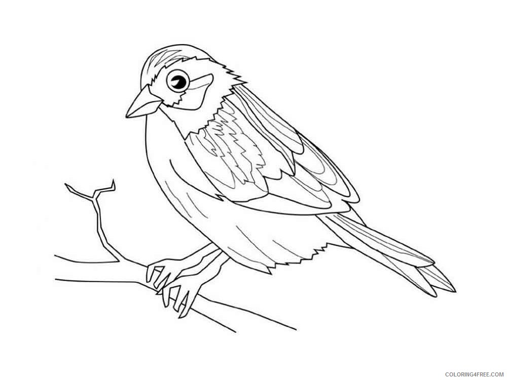 Sparrows Coloring Pages Animal Printable Sheets Sparrows birds 2 2021 4602 Coloring4free