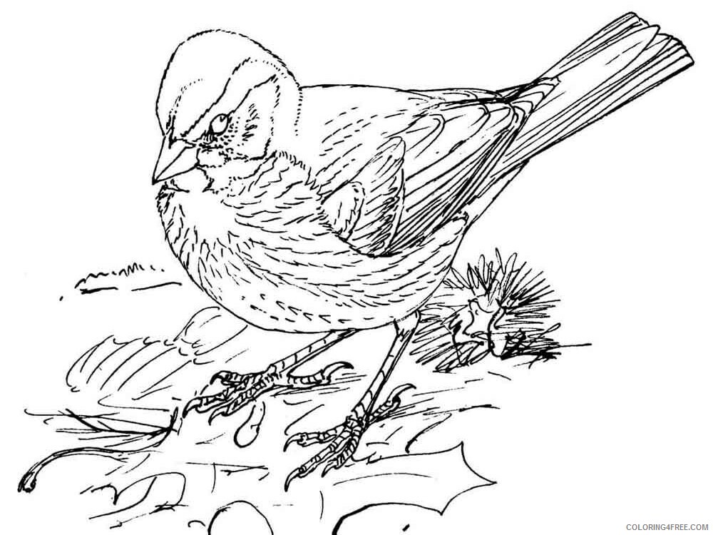 Sparrows Coloring Pages Animal Printable Sheets Sparrows birds 4 2021 4604 Coloring4free