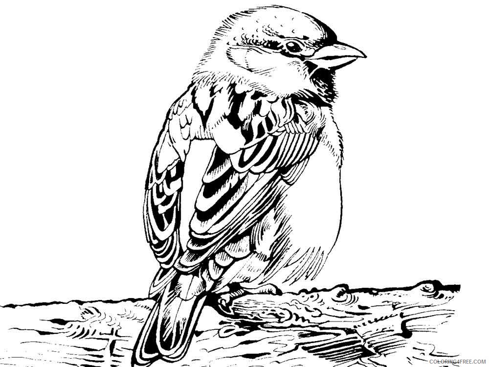 Sparrows Coloring Pages Animal Printable Sheets Sparrows birds 5 2021 4605 Coloring4free