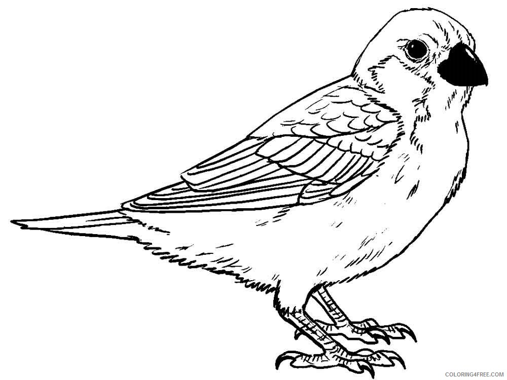 Sparrows Coloring Pages Animal Printable Sheets Sparrows birds 6 2021 4606 Coloring4free