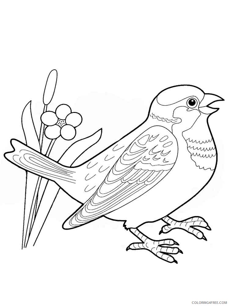 Sparrows Coloring Pages Animal Printable Sheets Sparrows birds 7 2021 4607 Coloring4free