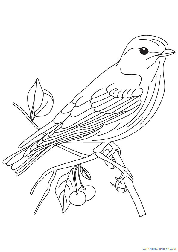 Sparrows Coloring Pages Animal Printable Sheets american tree sparrow 2021 4597 Coloring4free